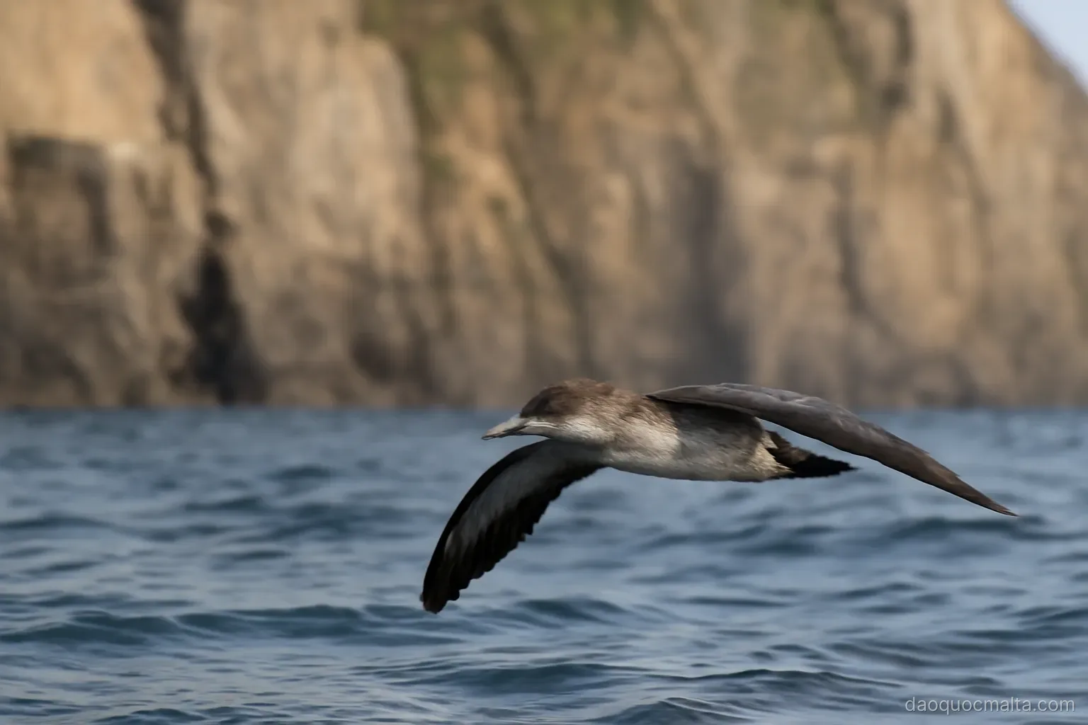 a shearwater seabird gliding low over the sea near steep coastal cliffs
