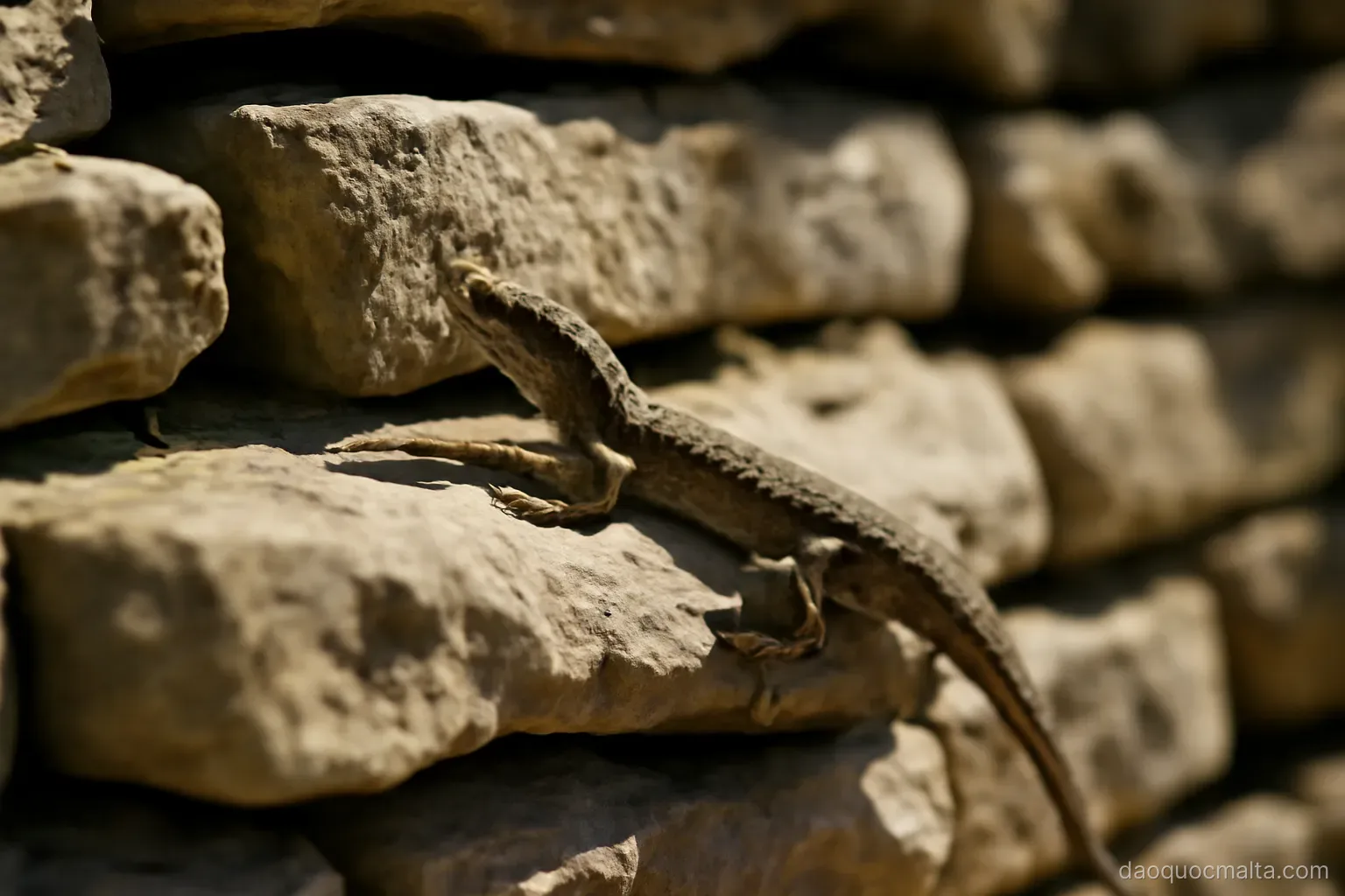 a small wall lizard basking on a sunlit dry stone wall